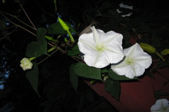 Ipomoea alba